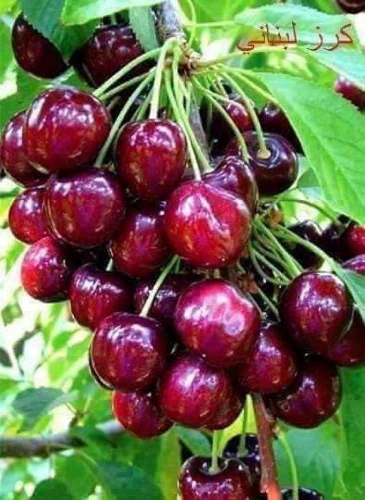 Red cherry seedlings from Sham, about 120-150 cm