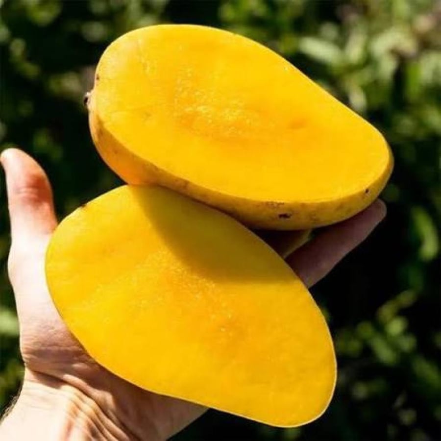 شتلات  مانجو  فور سيزون تشوك أنان (Chok Anan)   حوالي متر