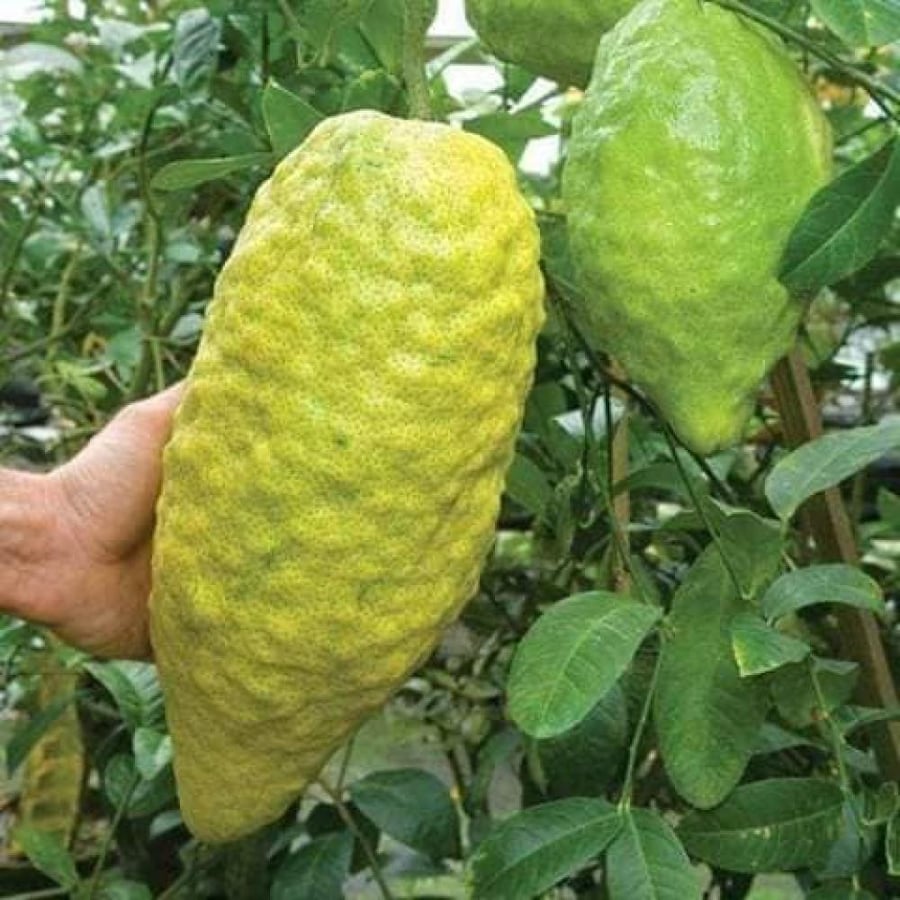شتلات ترنج ايطالي عمر 18 شهر