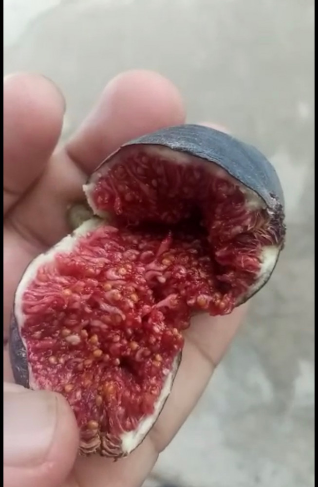تين الكحلي مغربي