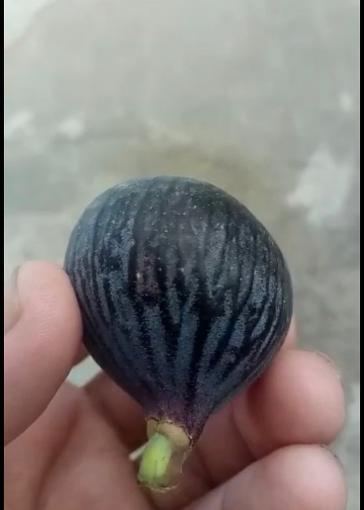 تين الكحلي مغربي