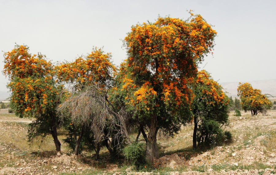 شتلات شجرة الفرفارة