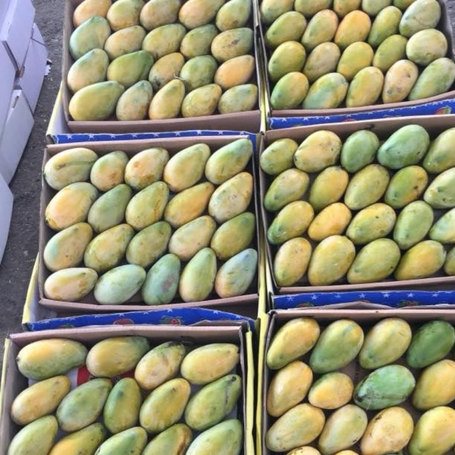 شتلات مانجو حجراوي بذري  حوالي 100_130سم