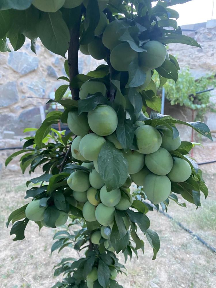 بخارى أخضر مطعوم حوالي 40_70سم صنف مميز