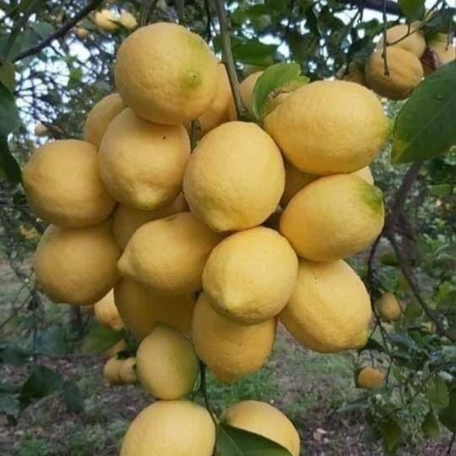 Mexican lemon, 3 years old, parked 28