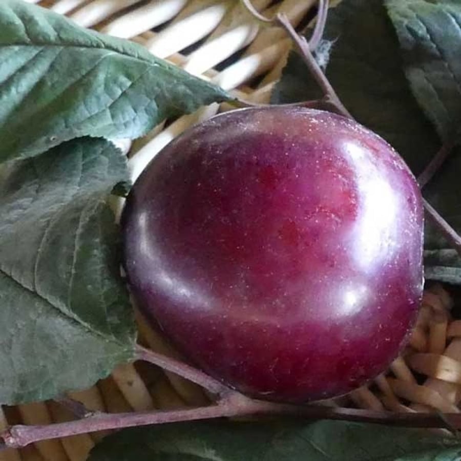 بخارى هوليود متر ونصف _مترين (مميز)