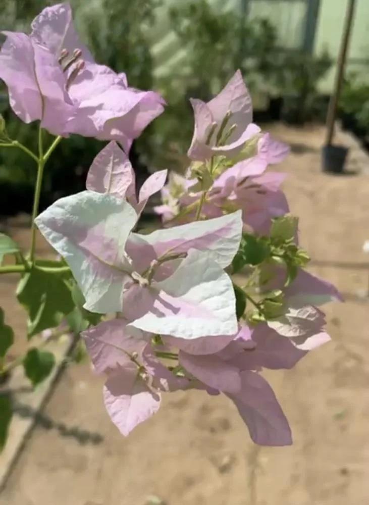 شتلات جهنمية Snow White Pink تايلندي حوالي متر