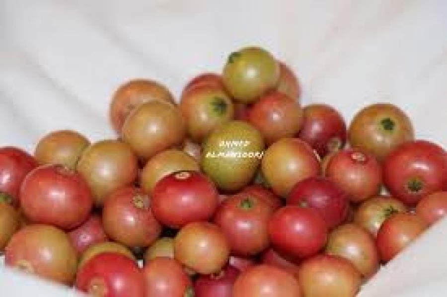 شتلات كرز جامايكي  حوالي 30_60سم