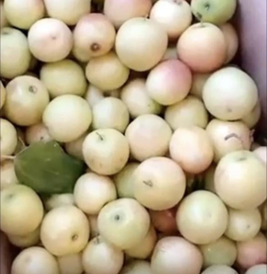شتلات سدر اللؤلؤ صنف متميز