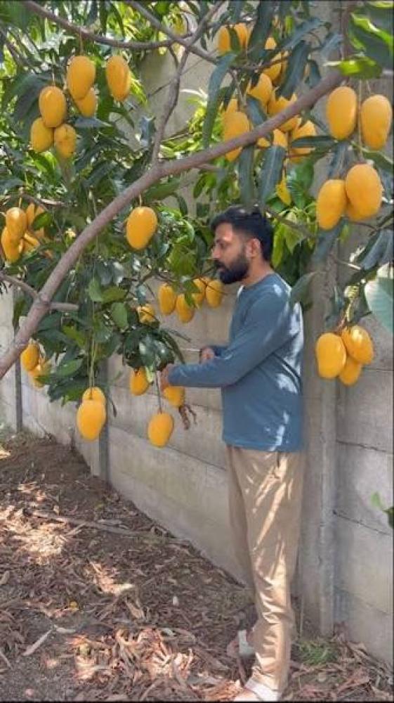 شتلات مانجو امربالي حوالي متر