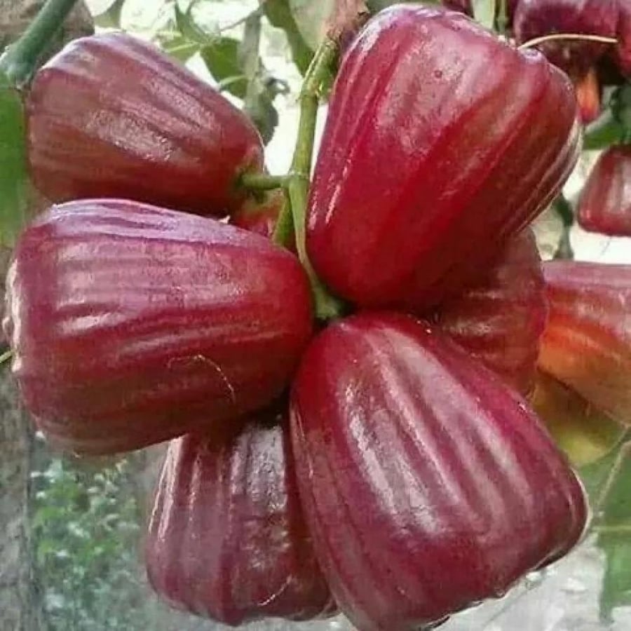 شتلات تفاح الورد سيزيجيوم جامبوس احمر