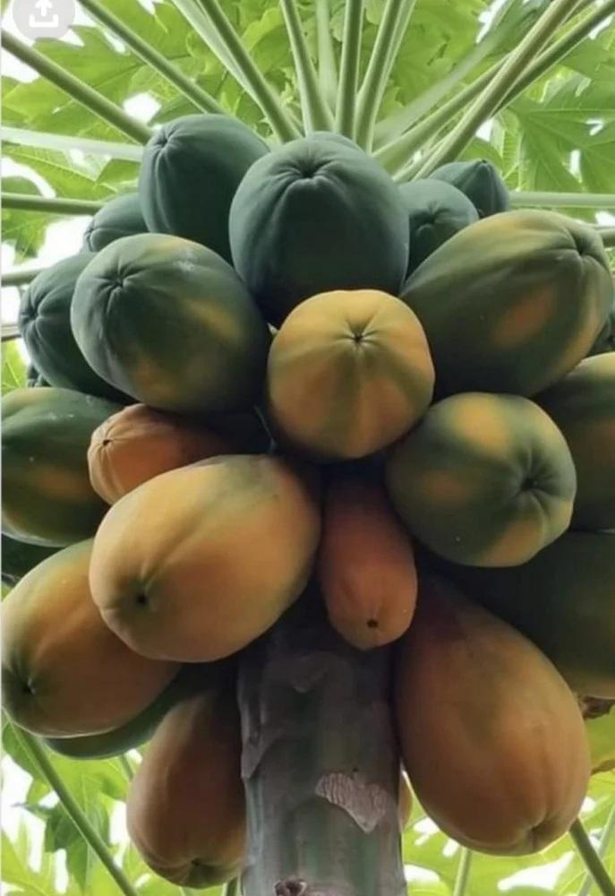 بابايا رد ليدي 30_40 سم