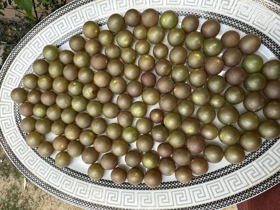 شتلات عنب ماسكداين الذهبي حوالي 20_50سم