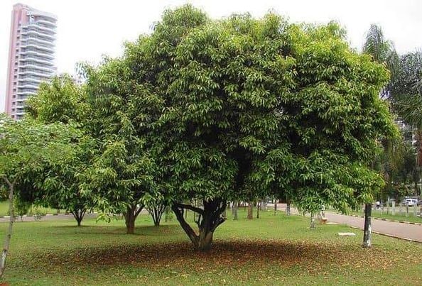 شتلات فاكهة الزام حوالي متر