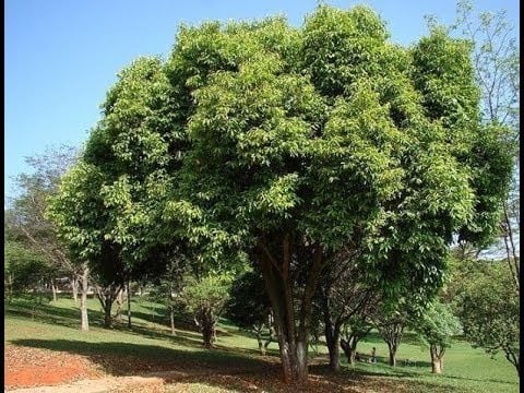 شتلات فاكهة الزام حوالي متر