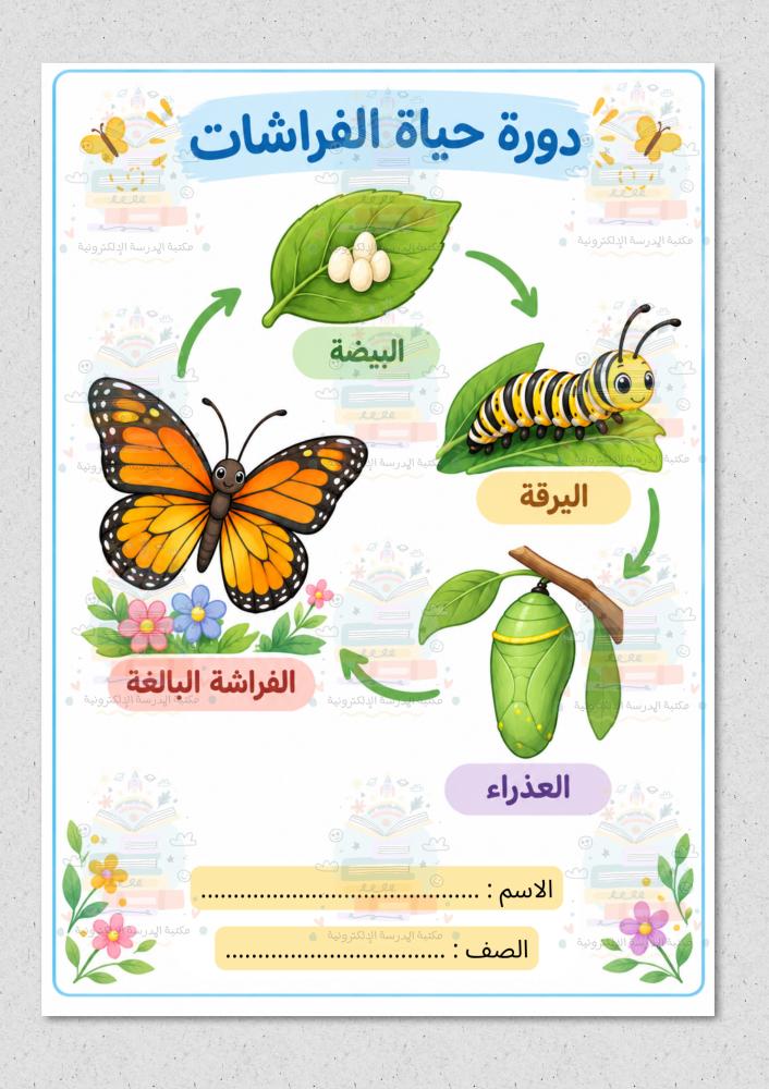دورة حياة الفراشة علوم ثاني ابتدائي