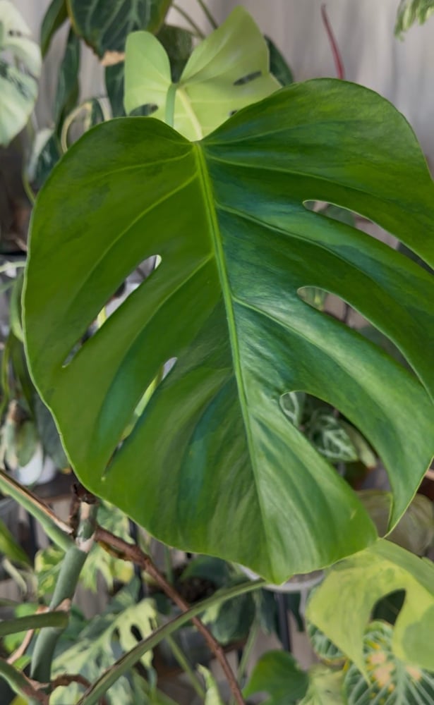 topcutting Monstera Green on Green