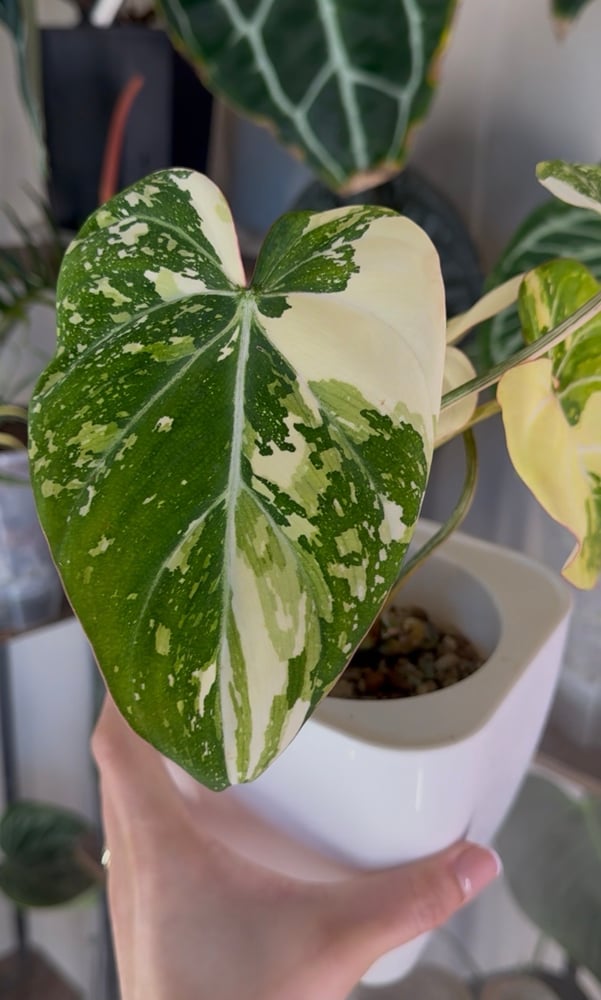 Philodendron tricolor Gloriosum Variegated