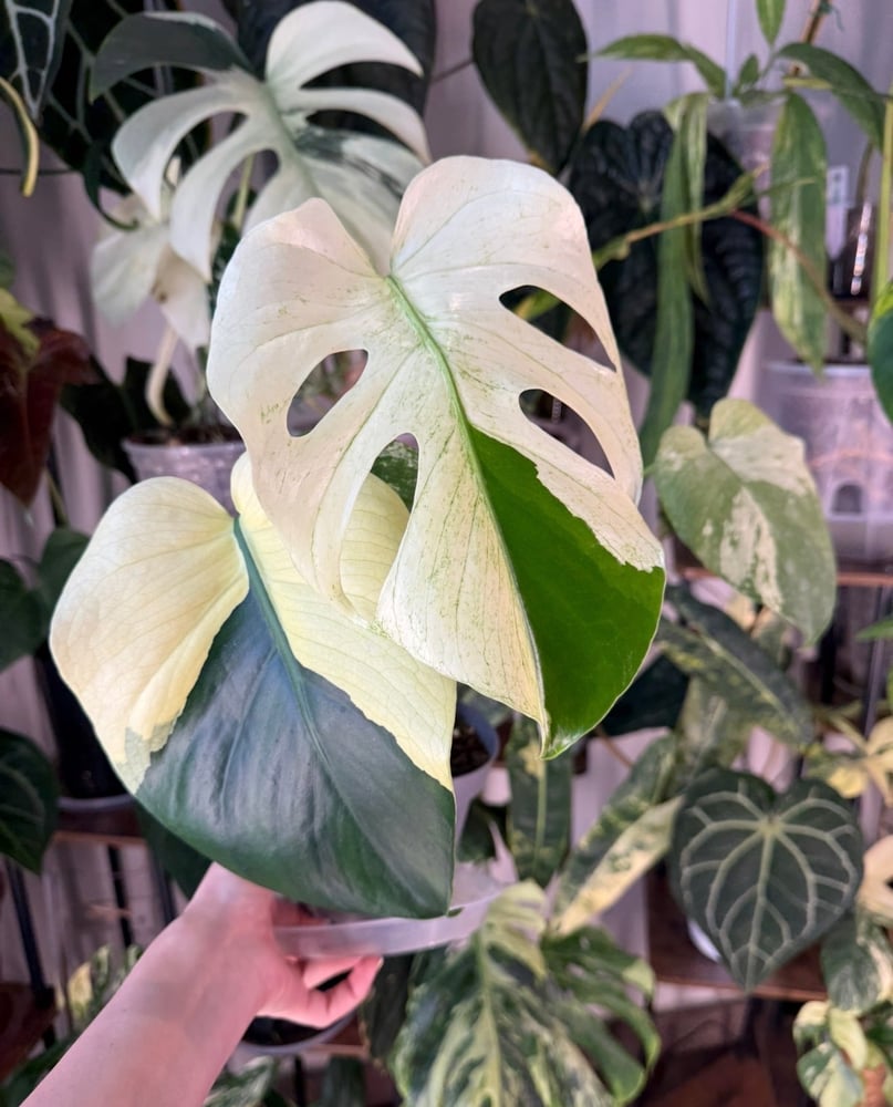 Mostera White Monster Halfmoon