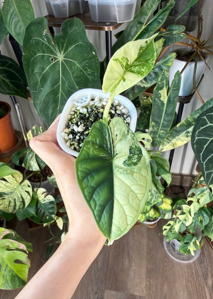 Dragon Scale Aurea Albo Small