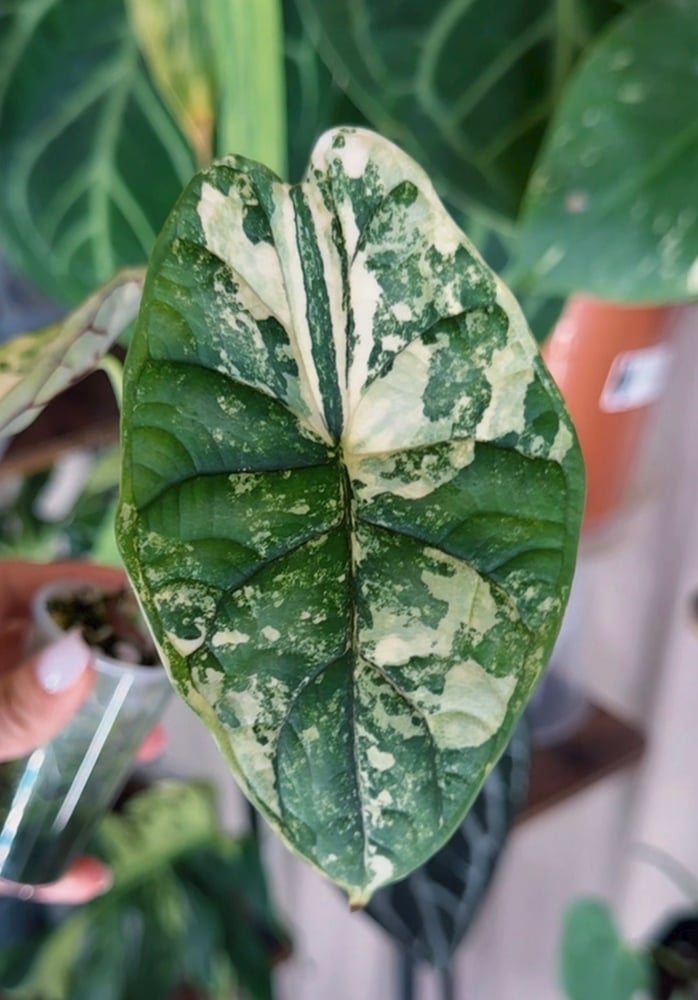 Dragon Scale Albo Aurea