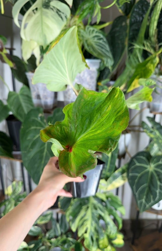 Caladium