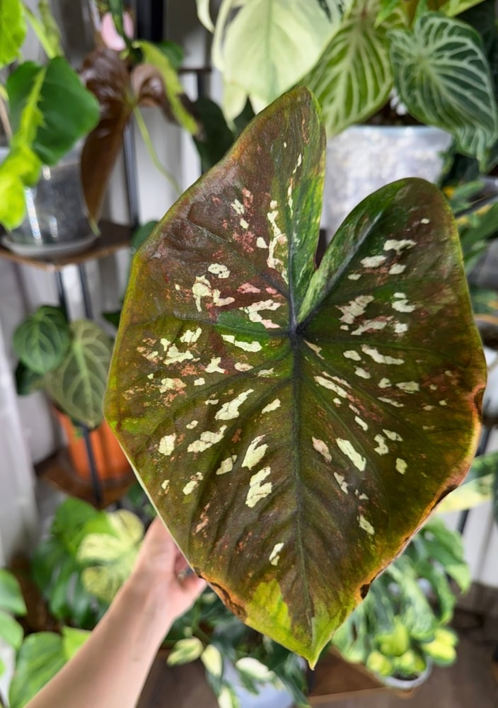 Caladium