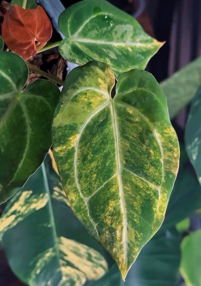 (An. papililaminum x crystallinum) (Magnificum silver x forgeti)