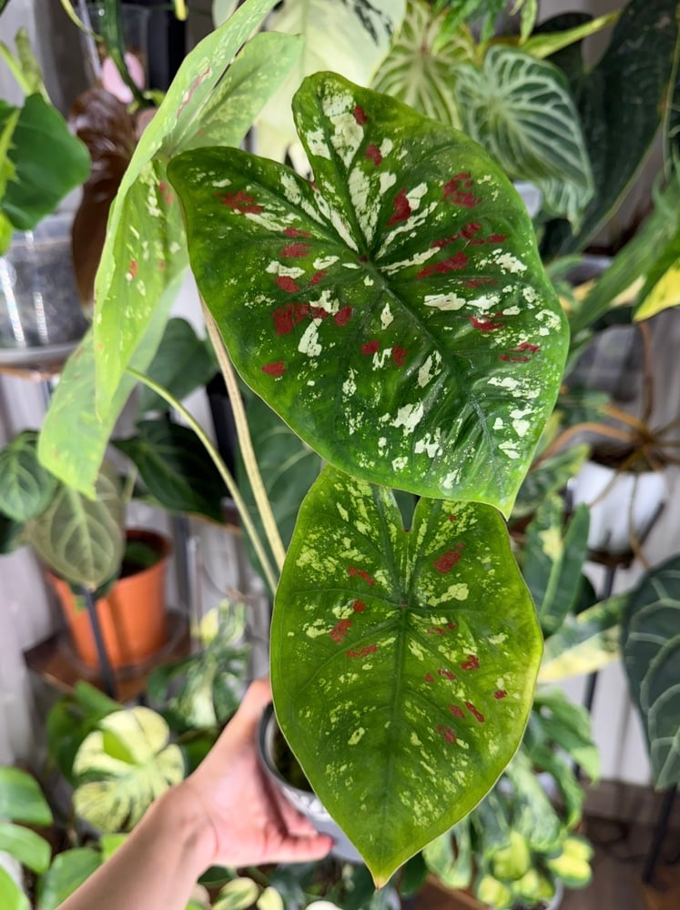 Caladium