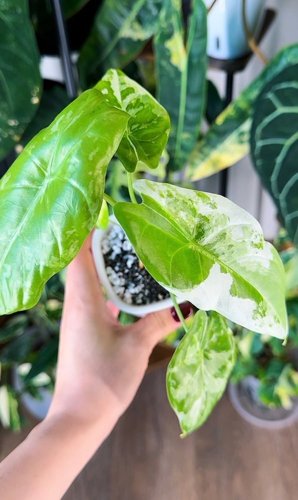 Acuminata var. longiloba × fornicata