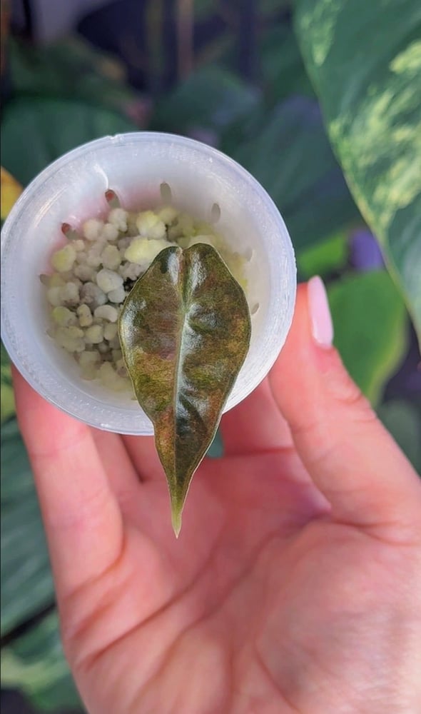 Amazonica Aurea