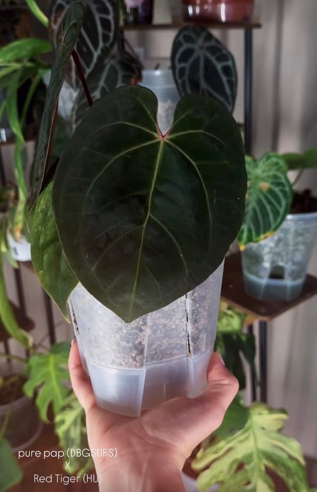 pure pap (DBGSUFS) X Red Tiger (HU)