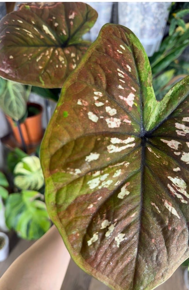 Caladium