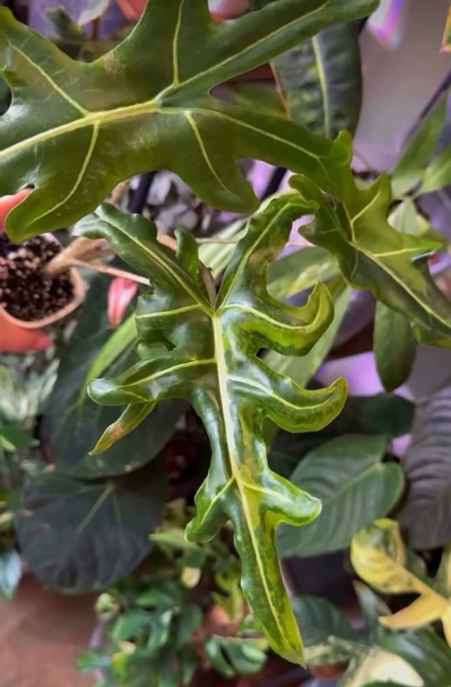 Alocasia Porteii aurea Seedling
