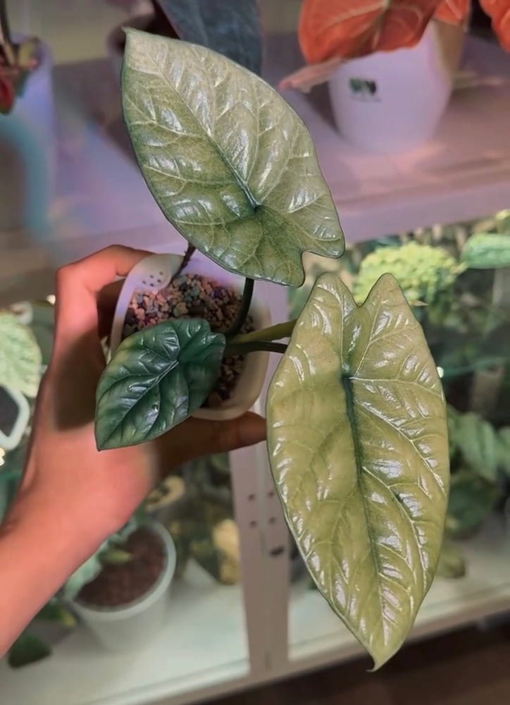 Sinuata Mint seedling