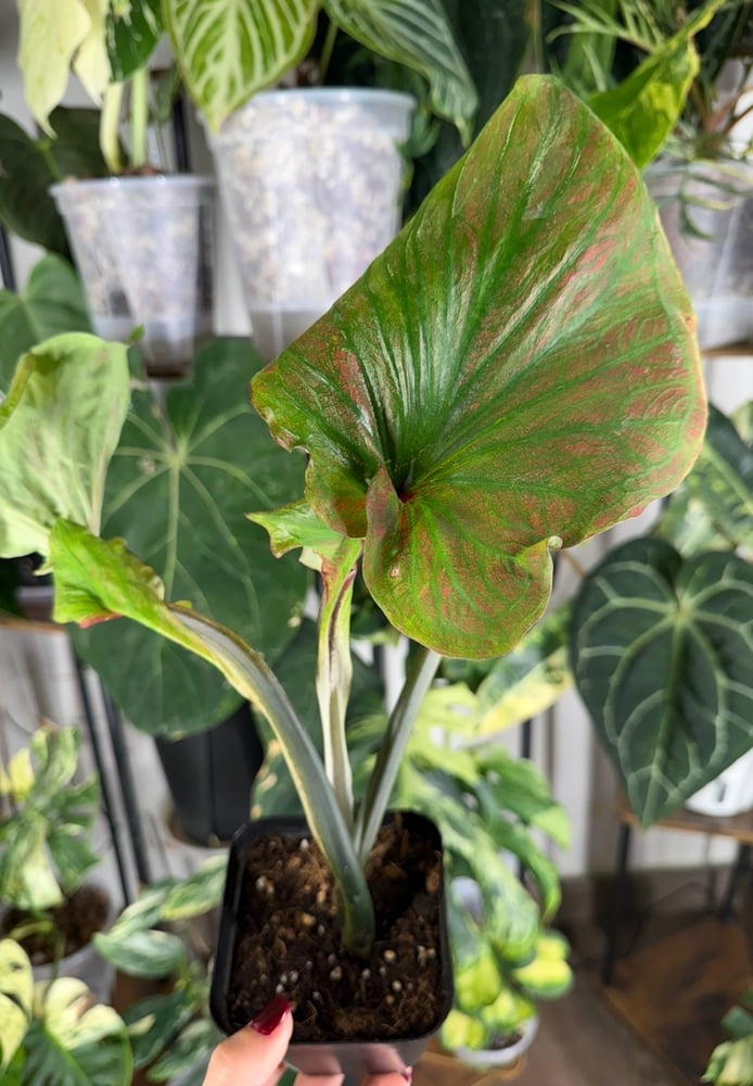 Caladium