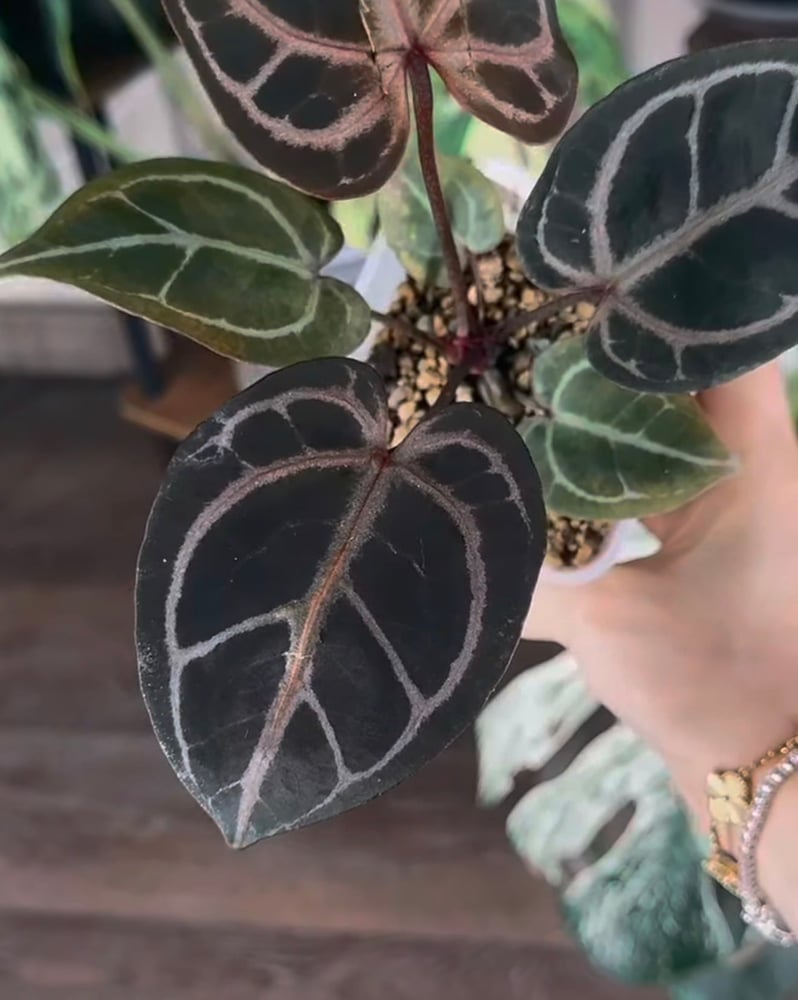 pap4 x forgetii X clarinevium X Red Tiger (HU)