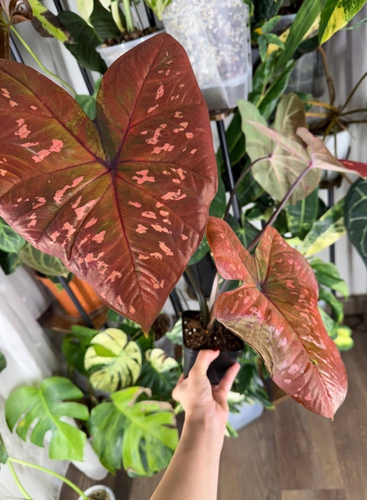 Caladium