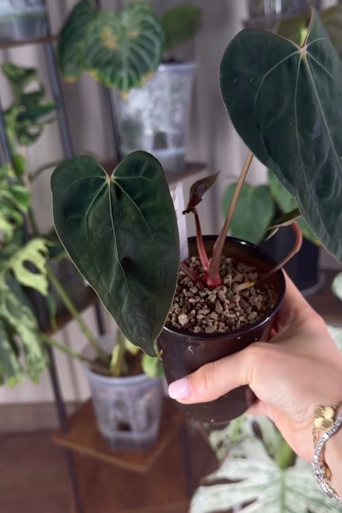(Red spider x Indo Rc) X Beca aff X RL X FS