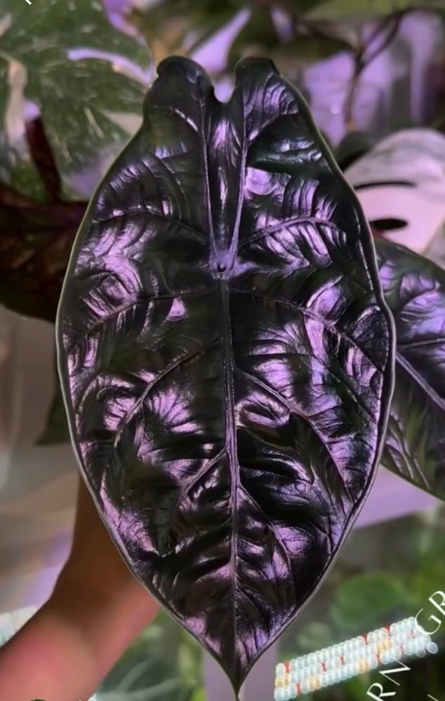 Corm Alocasia Unicorn