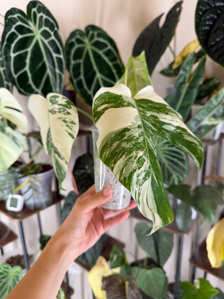 Monstera Albo Top Cutting