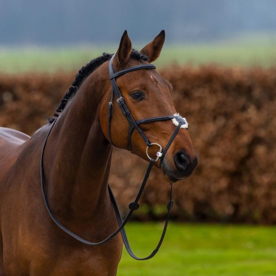 Oslo Mexican noseband bridle
