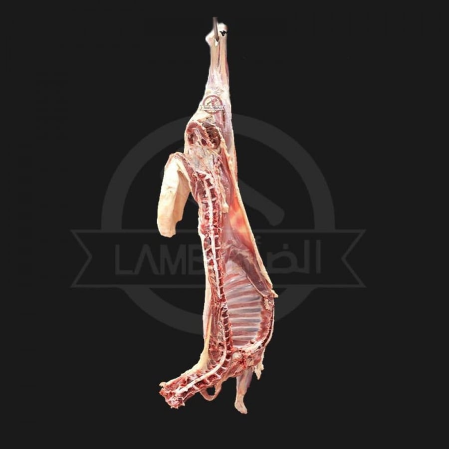 بربري لباني  (نصف)
