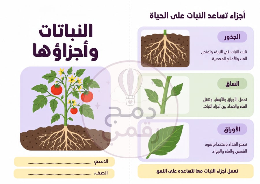 مطوية النباتات وأجزاؤها – علوم- ثالث ابتدائي