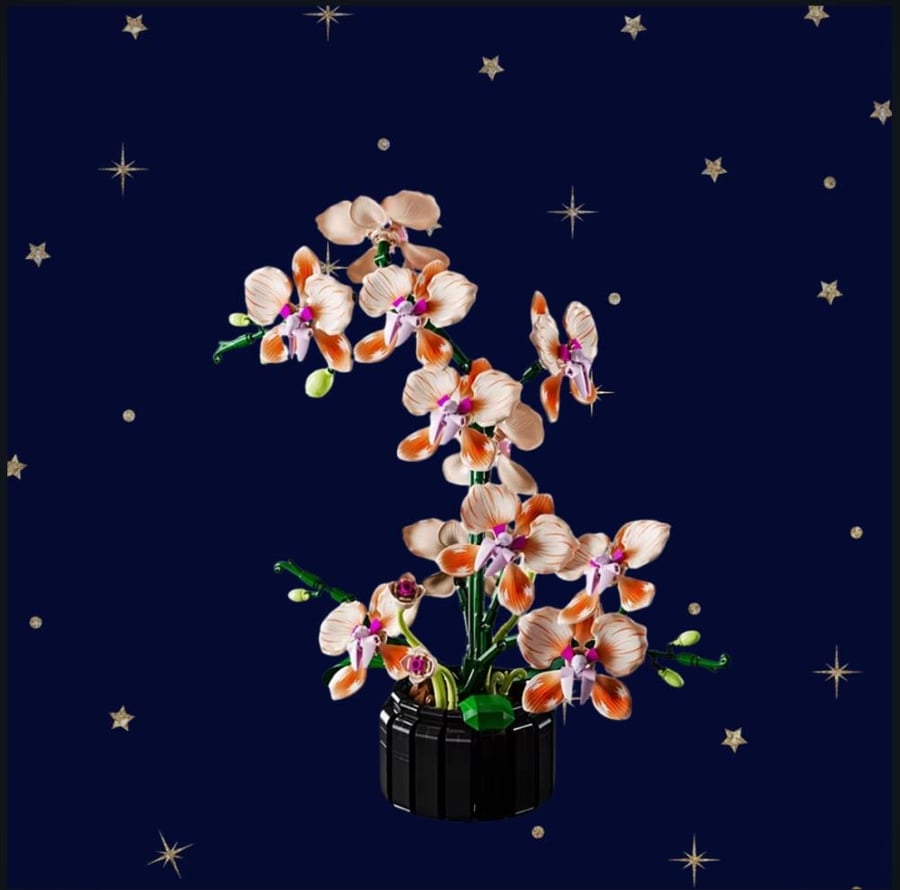Orchid