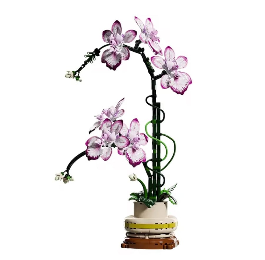 Orchid