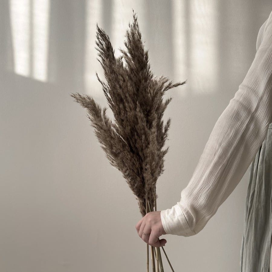 The rural pampas plant