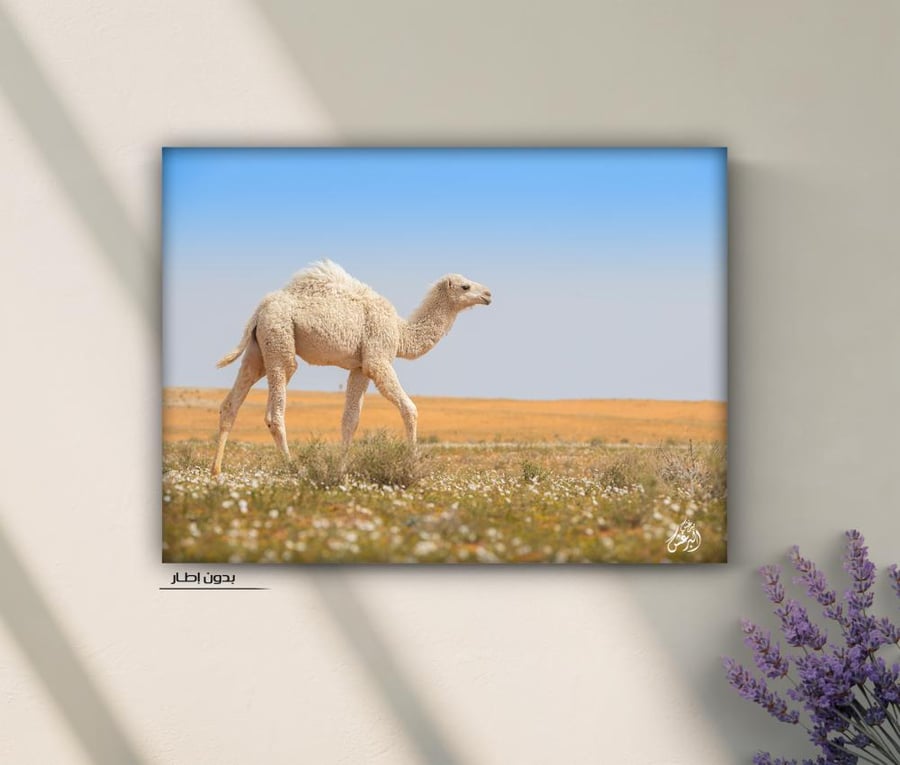 لوحة «الابل»