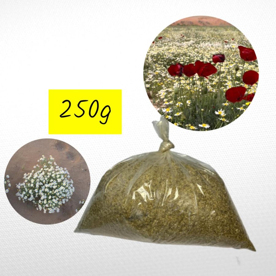 بذور الأقحوان