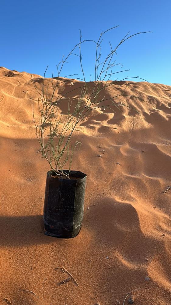 بذور ارطى نفود نجد